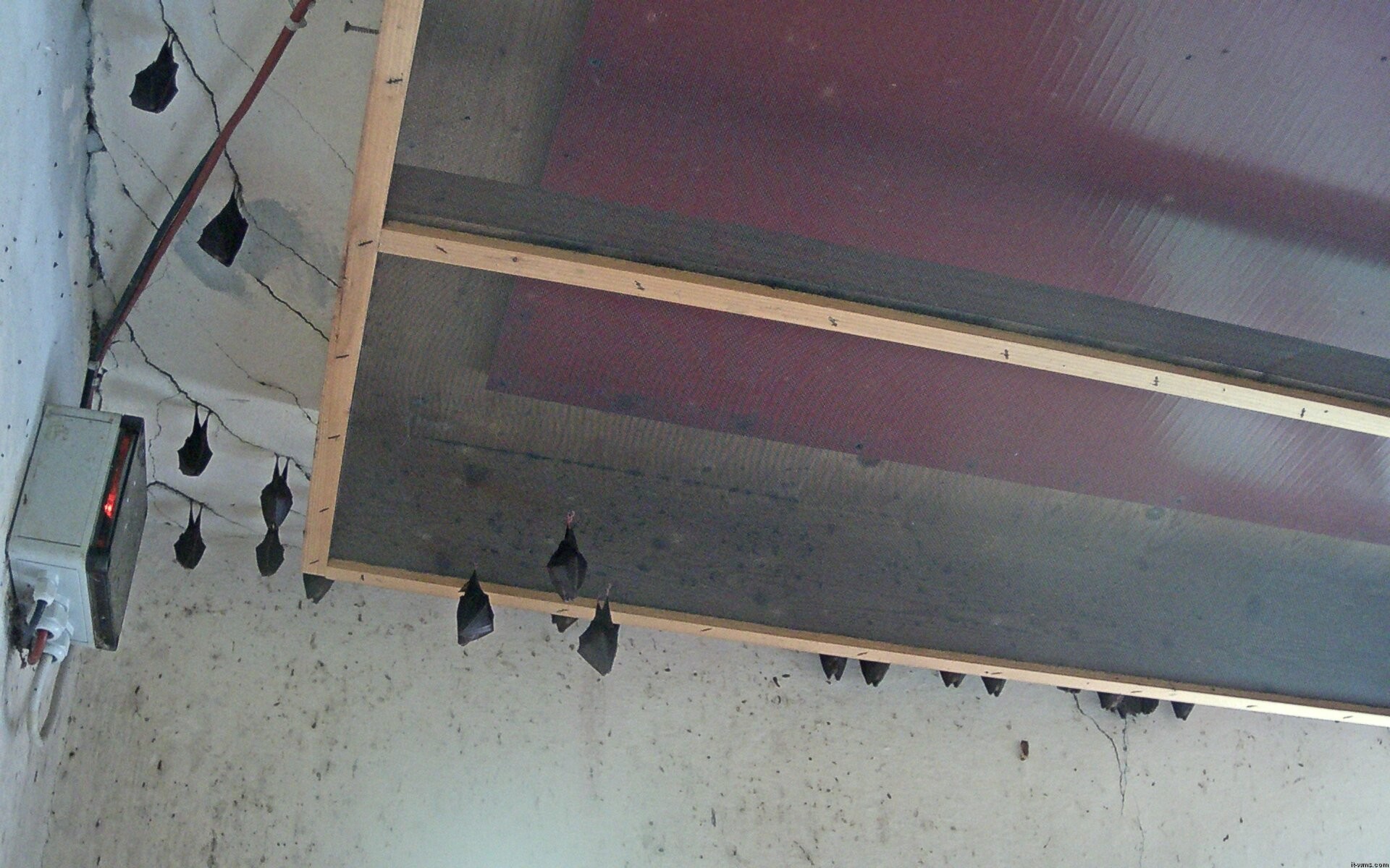 Archived image Webcam Feistritz / Gail - Bat House