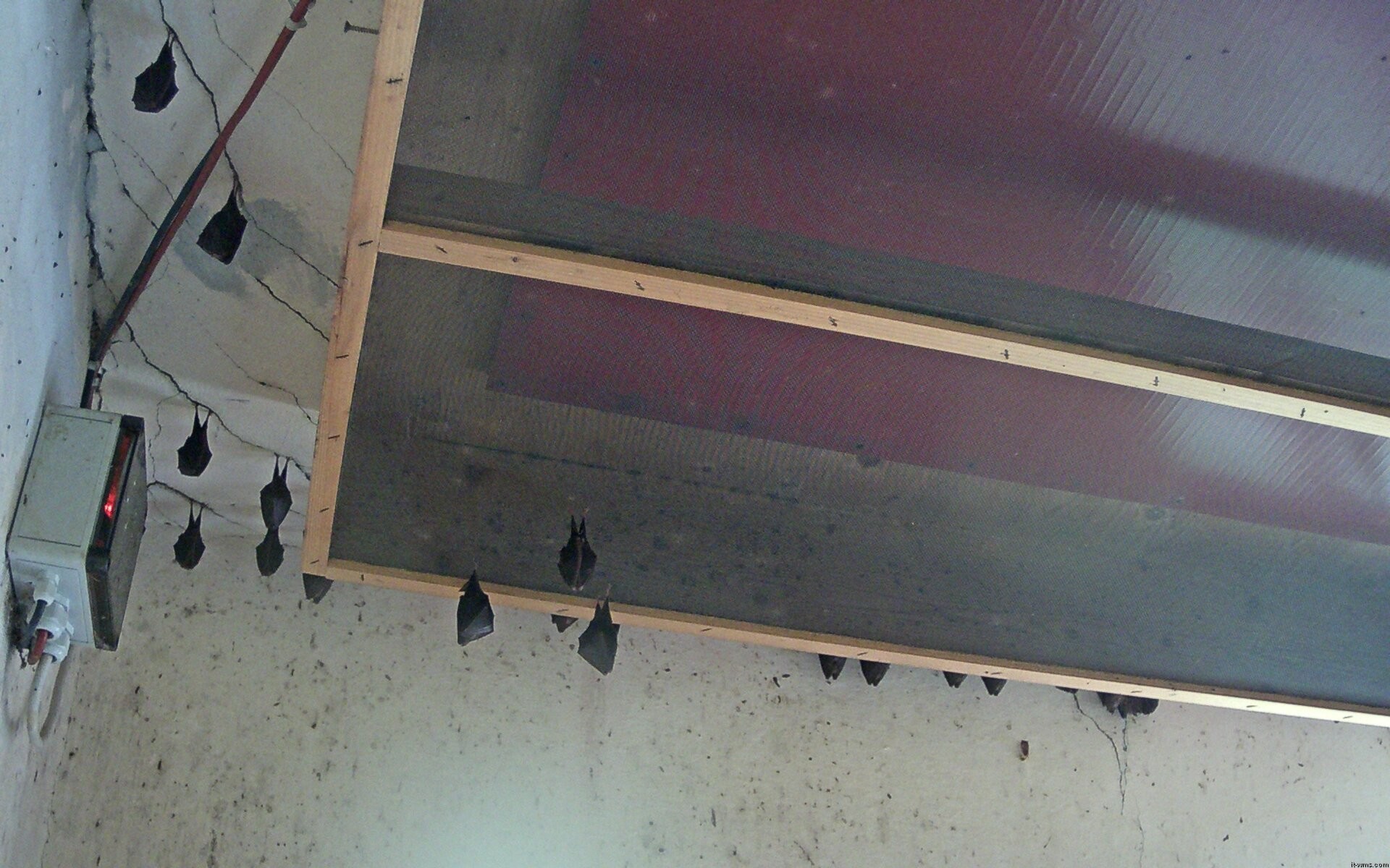 Archived image Webcam Feistritz / Gail - Bat House