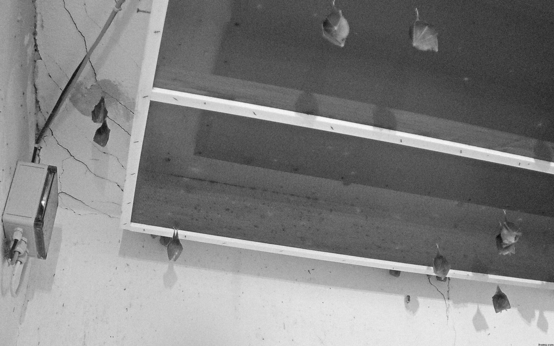 Archiv Foto Webcam Feistritz - Fledermaushaus
