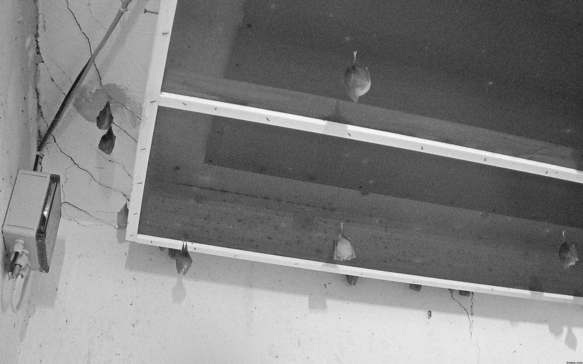 Archiv Foto Webcam Feistritz - Fledermaushaus