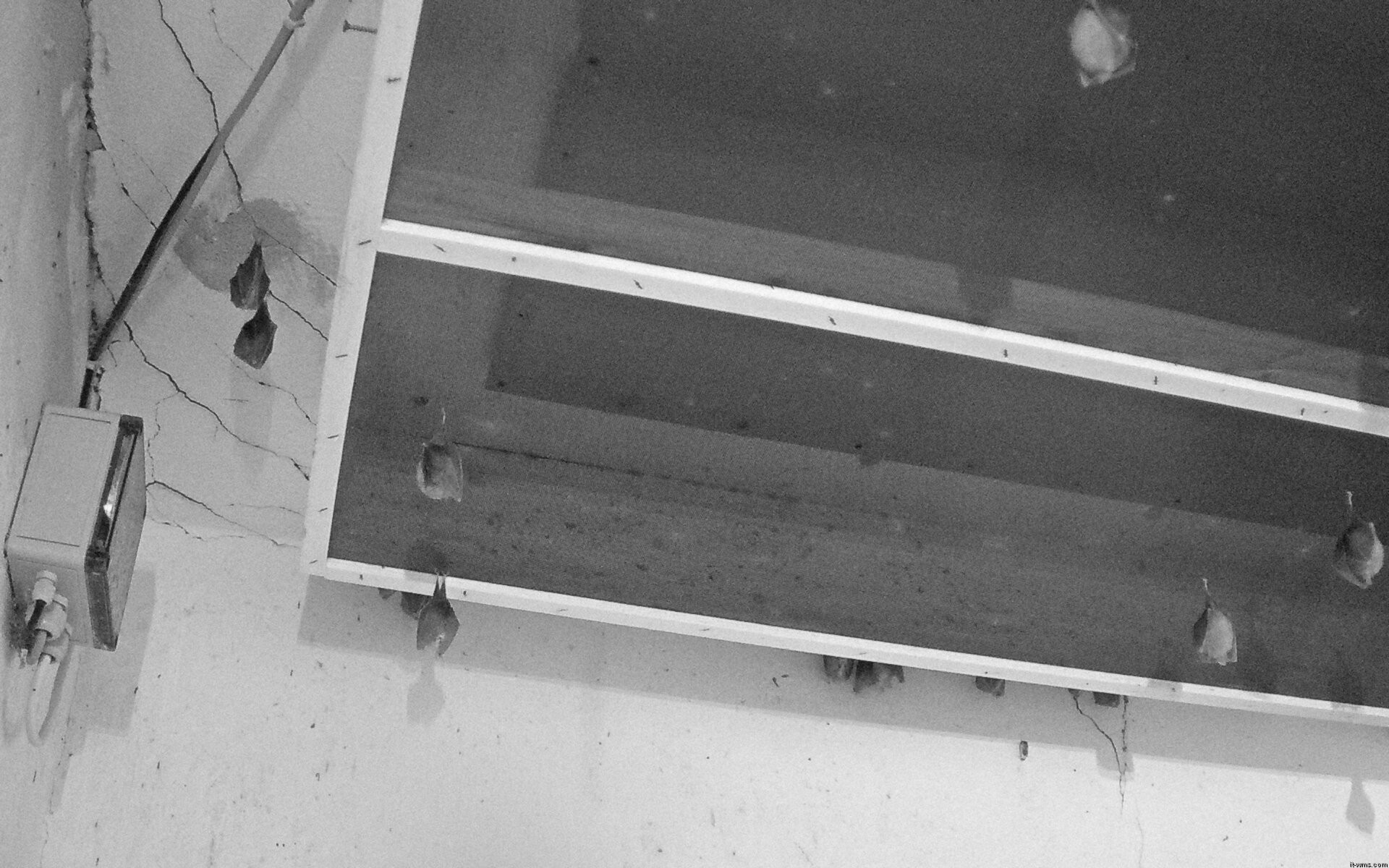 Archiv Foto Webcam Feistritz - Fledermaushaus