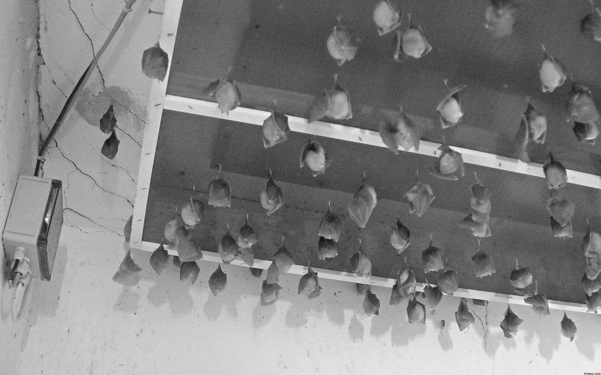 Archiv Foto Webcam Feistritz - Fledermaushaus