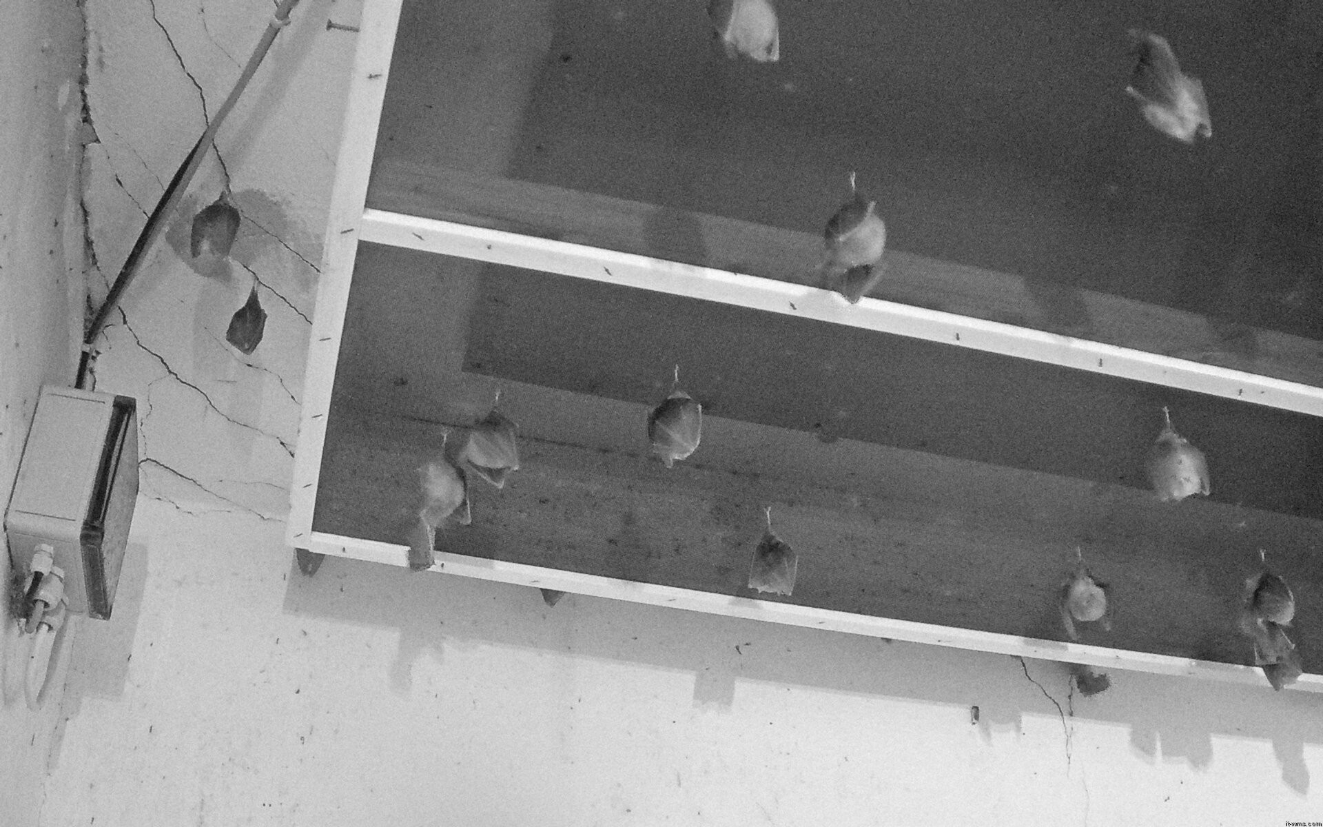 Archiv Foto Webcam Feistritz - Fledermaushaus