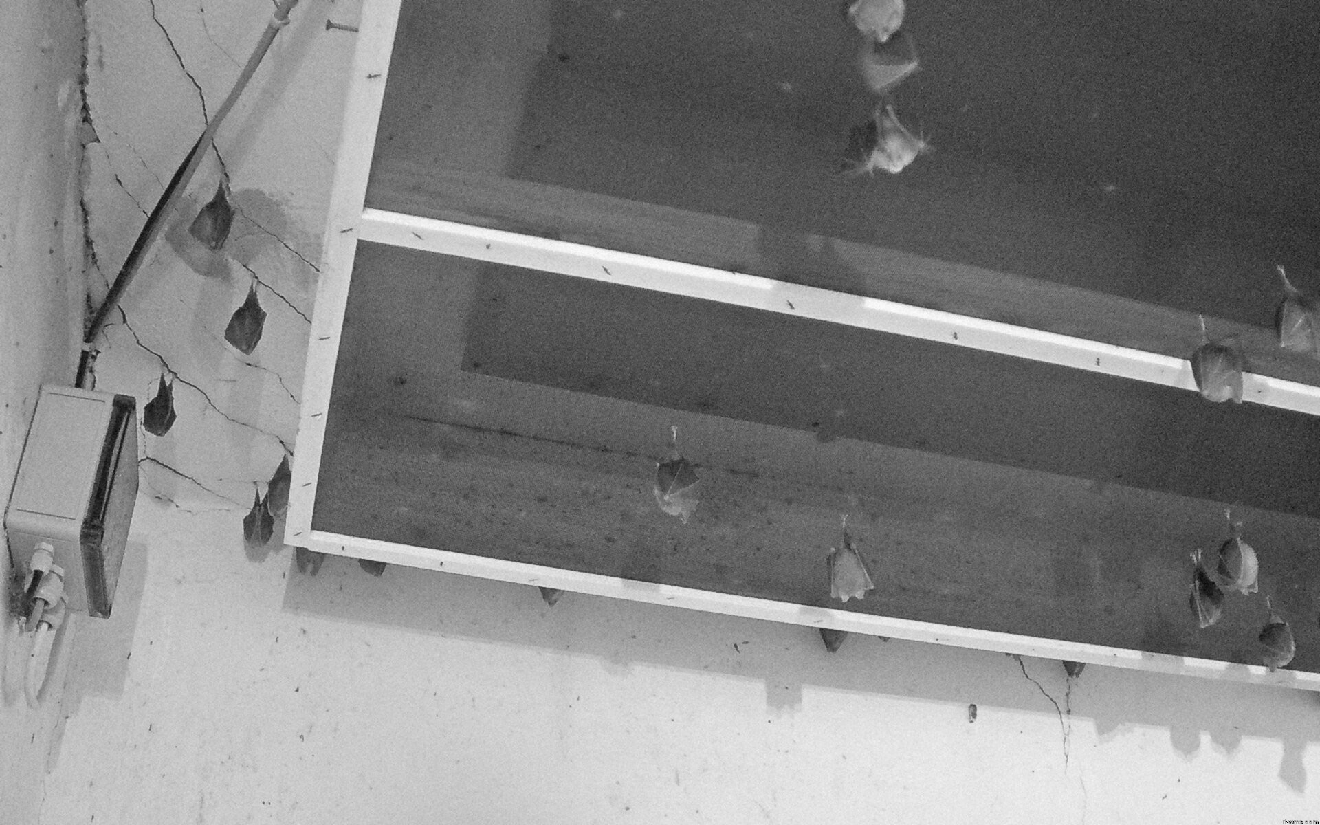Archiv Foto Webcam Feistritz - Fledermaushaus