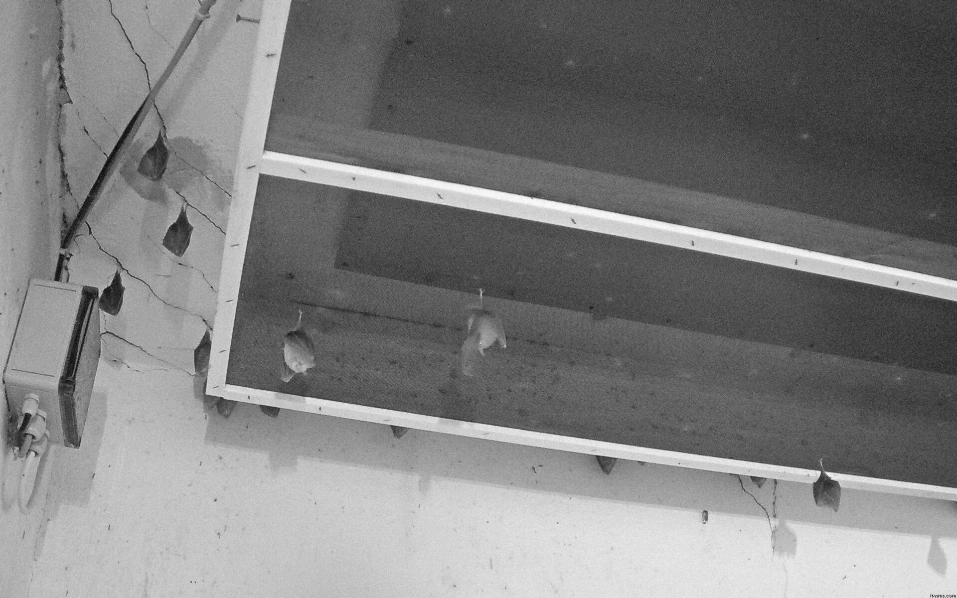 Archiv Foto Webcam Feistritz - Fledermaushaus