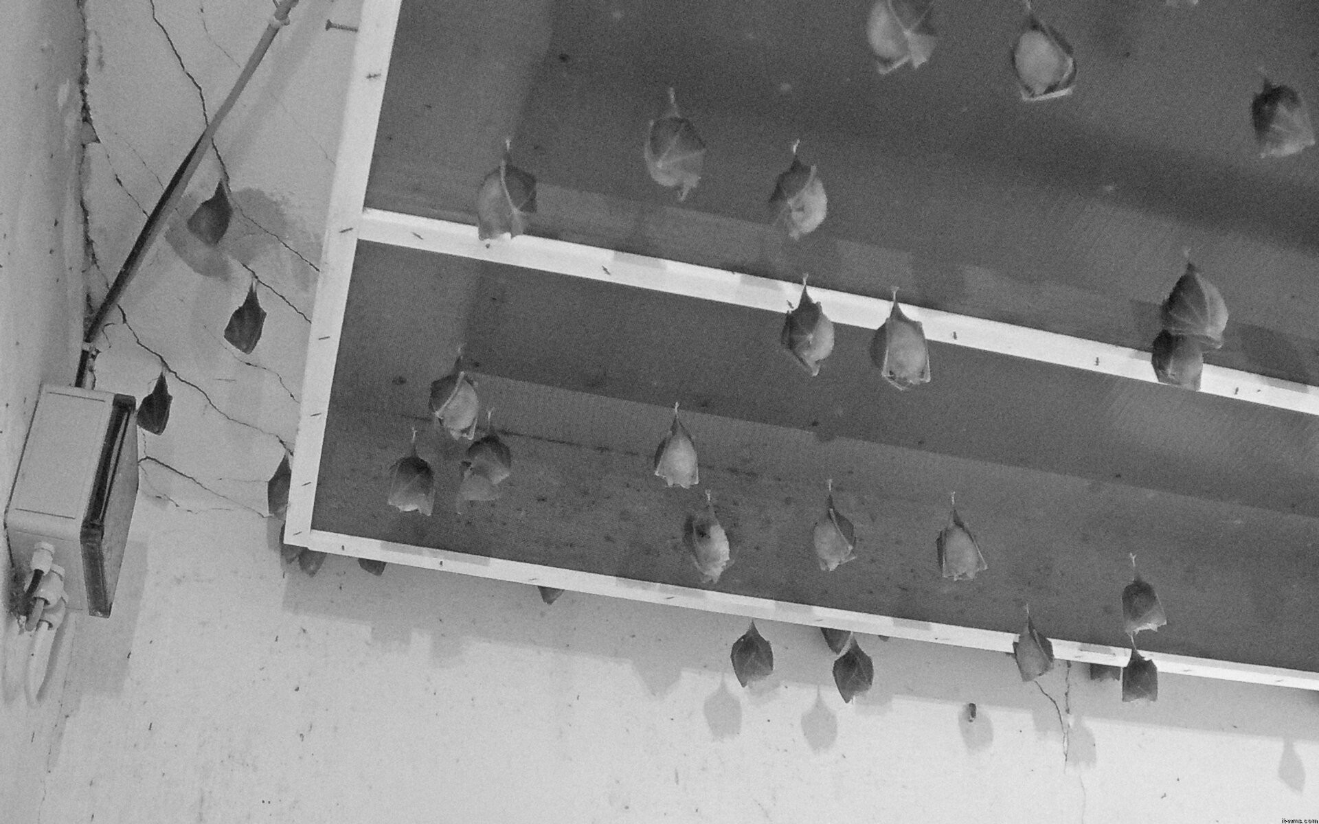 Archiv Foto Webcam Feistritz - Fledermaushaus