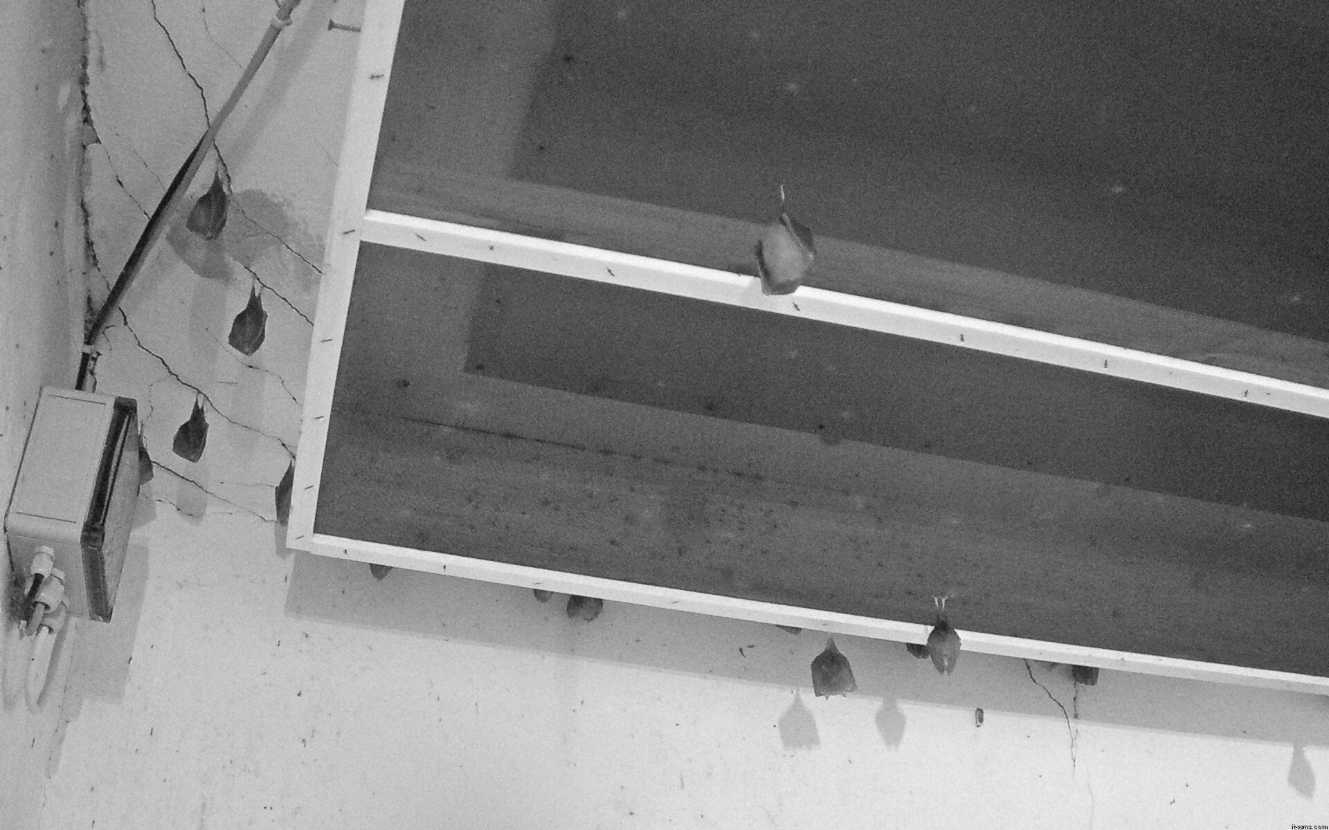 Archiv Foto Webcam Feistritz - Fledermaushaus