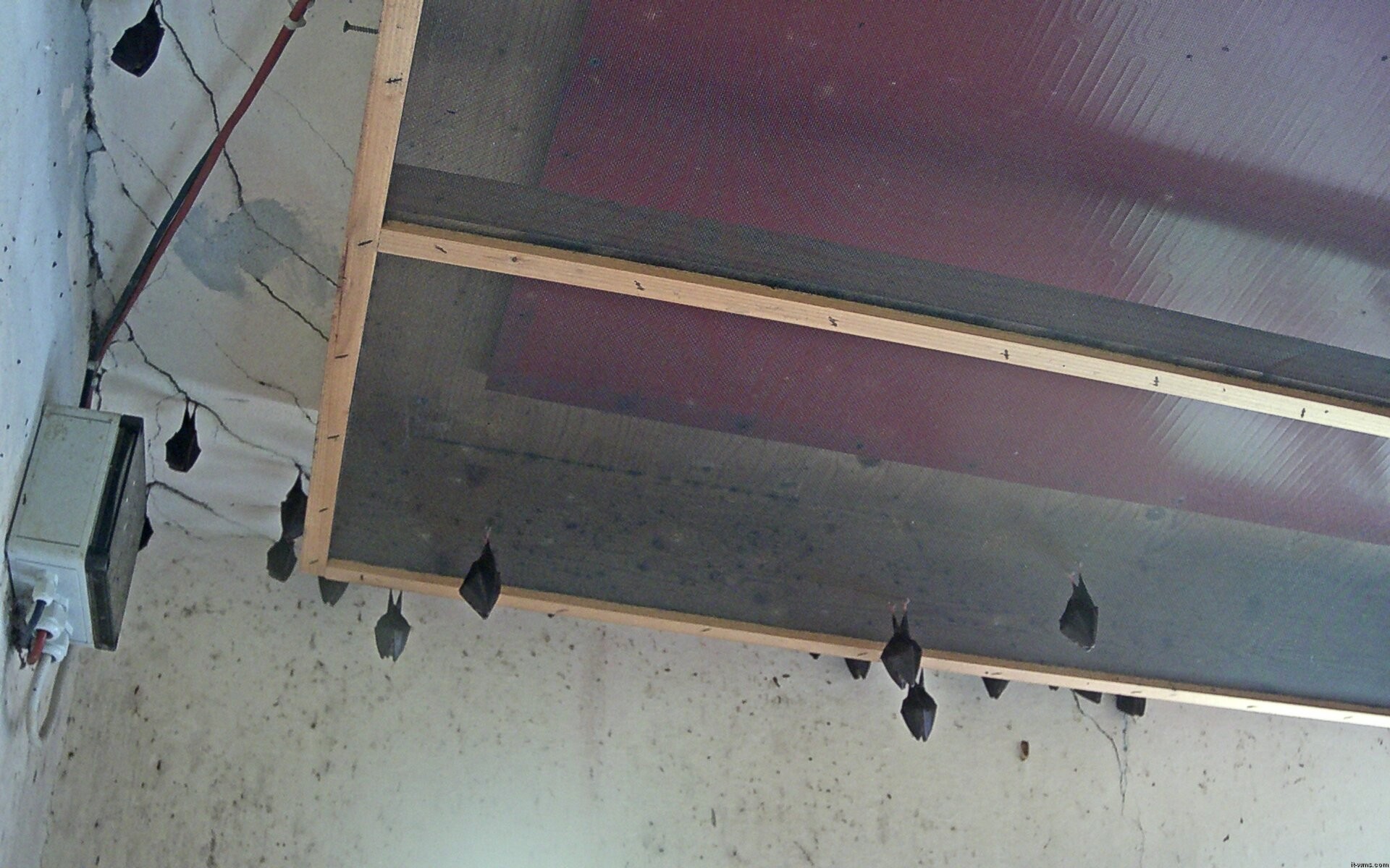 Archiv Foto Webcam Feistritz - Fledermaushaus