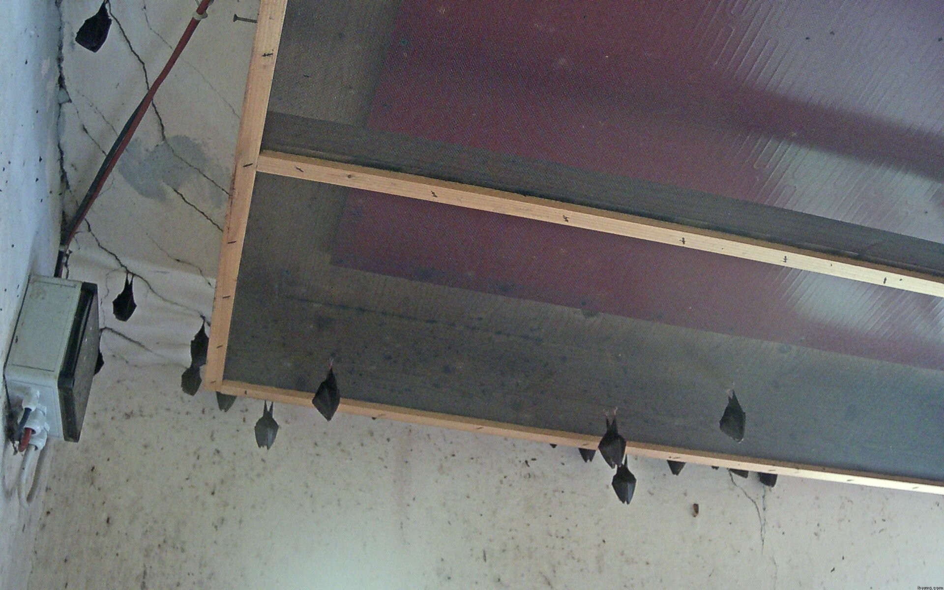 Archiv Foto Webcam Feistritz - Fledermaushaus