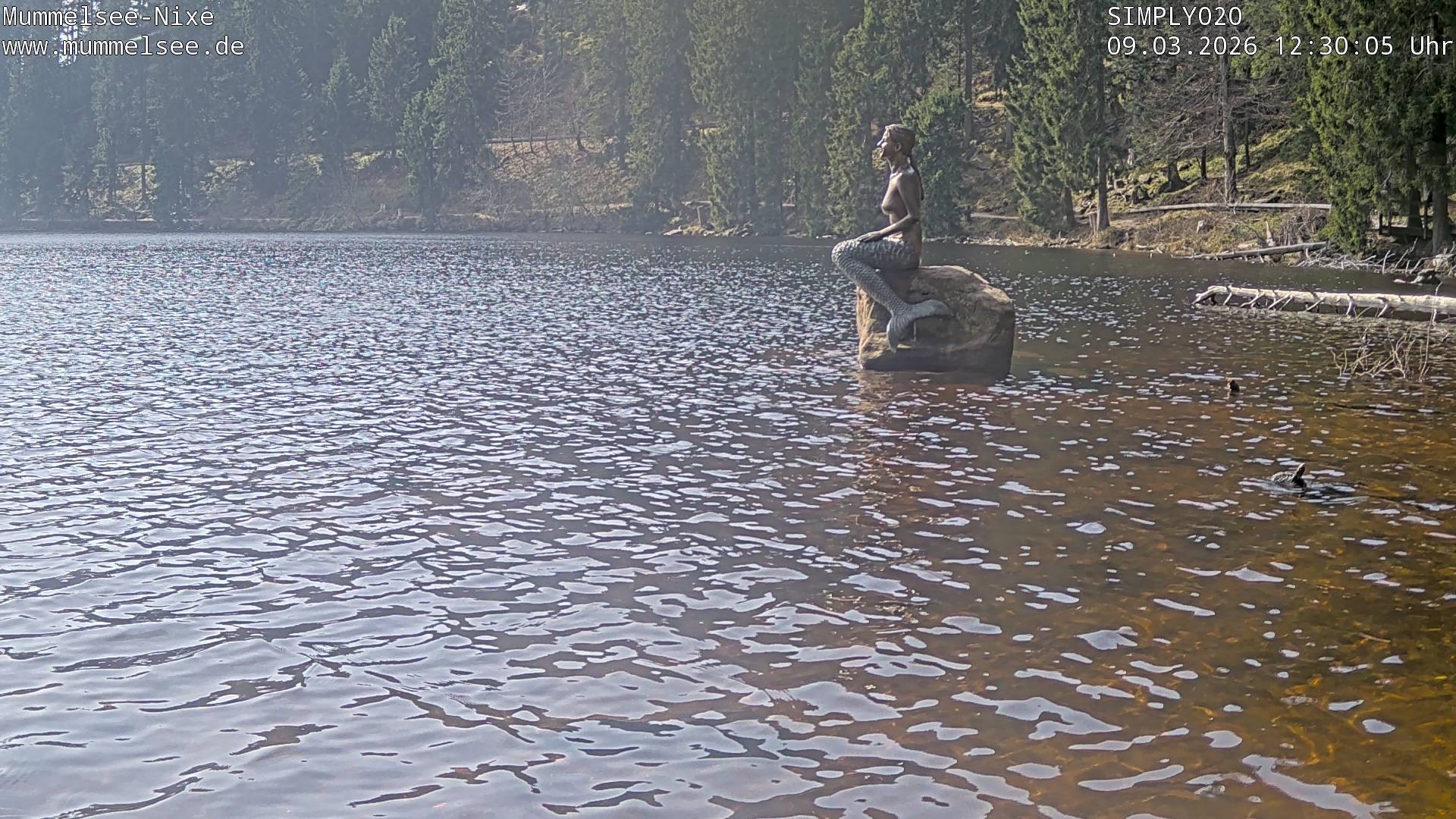 Archiv Foto Webcam Ufer Mummelsee