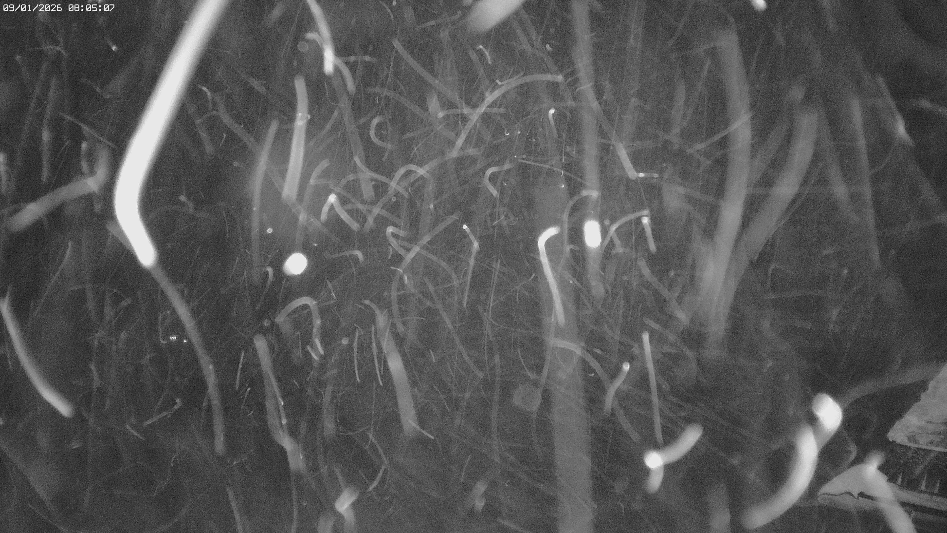 Archiv Foto Webcam Jägeralpe: View Biberkopf