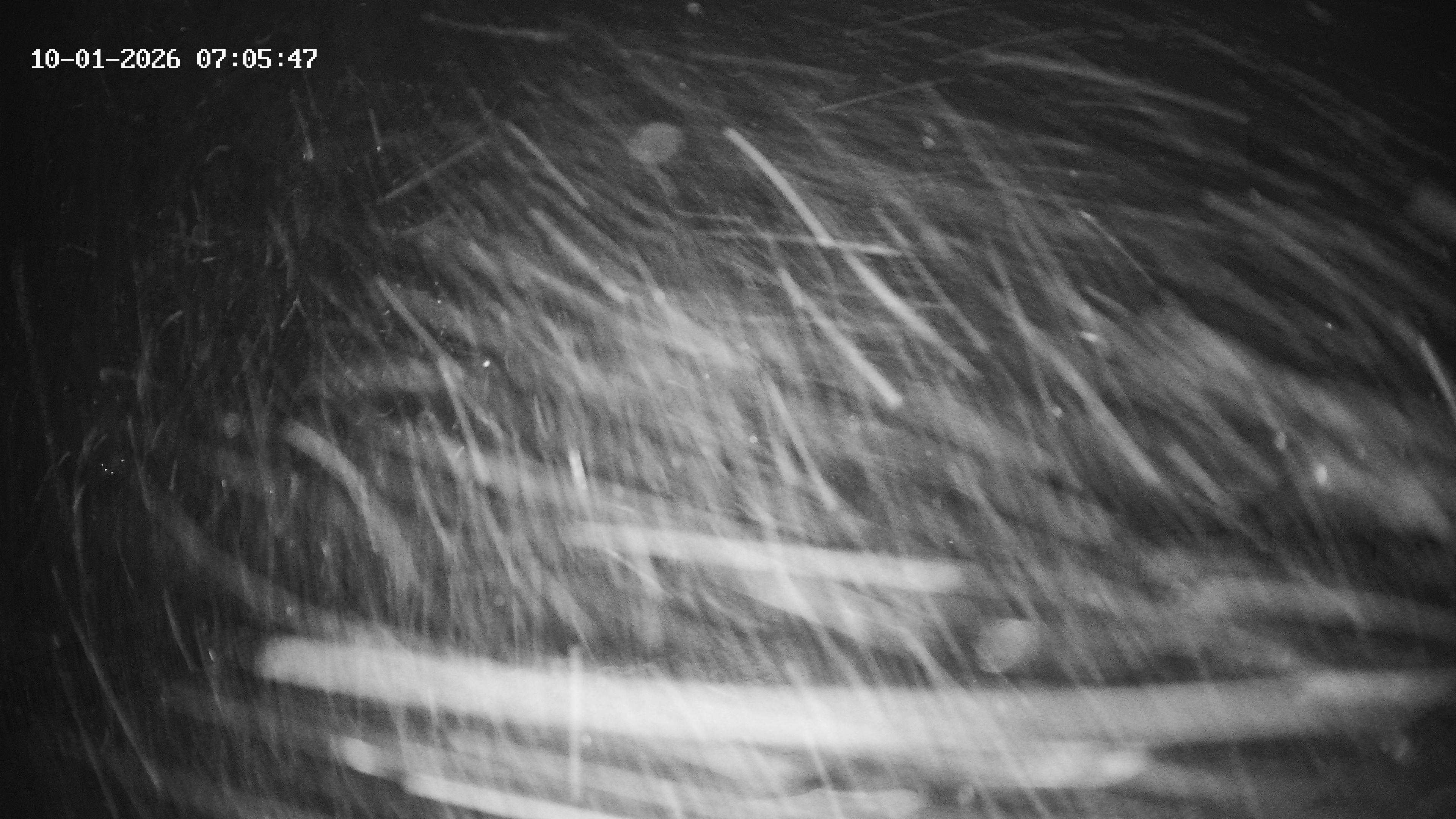 Archiv Foto Webcam Hotel Adler in Warth