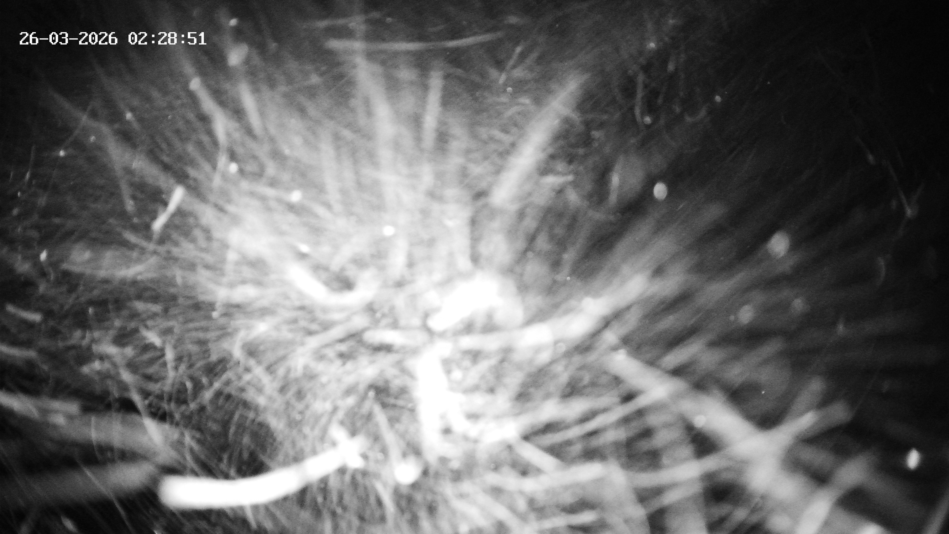 Archiv Foto Webcam Hotel Adler in Warth