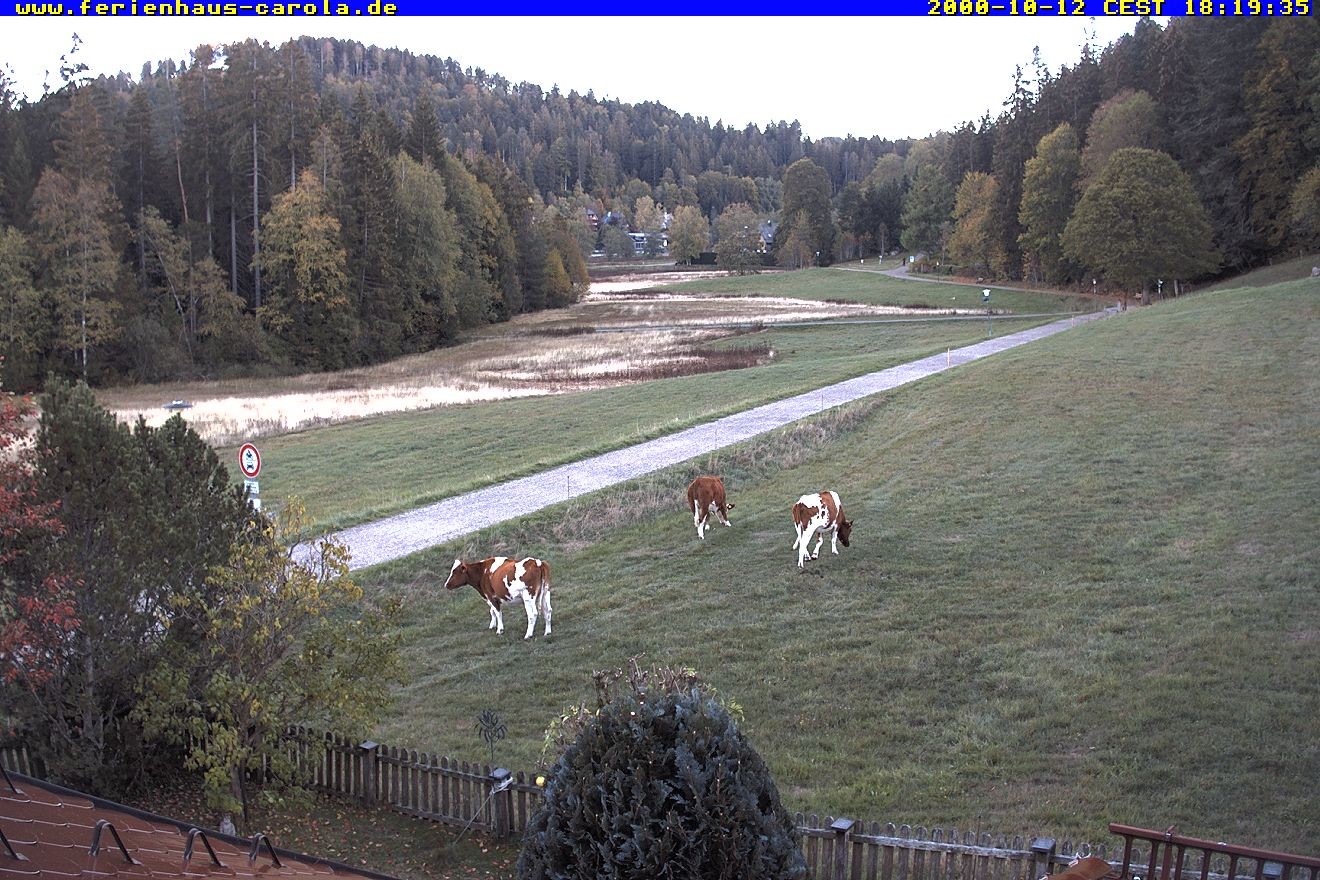 Archiv Foto Webcam Ferienhaus Carola in Hinterzarten