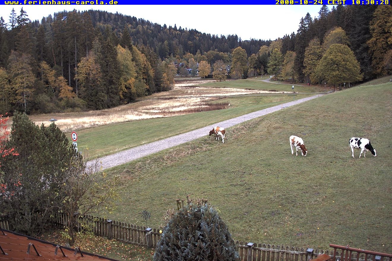 Archived image Webcam Holiday lodge Carola at Hinterzarten