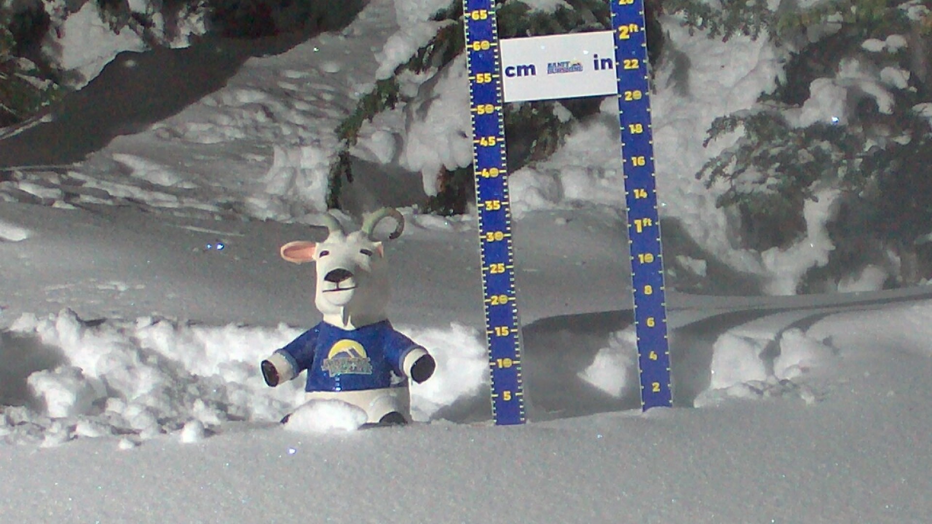 Archiv Foto Webcam Sunshine Village: Aktuelle Schneehöhe