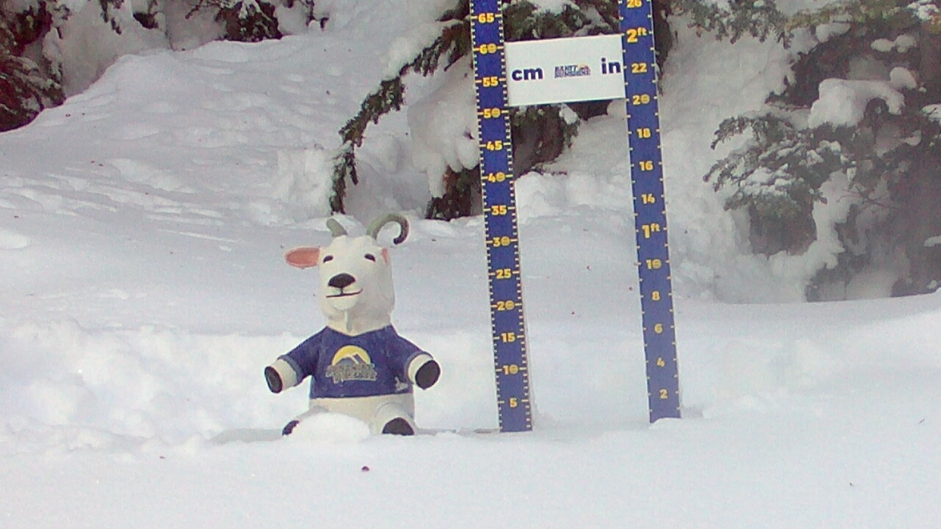 Archiv Foto Webcam Sunshine Village: Aktuelle Schneehöhe