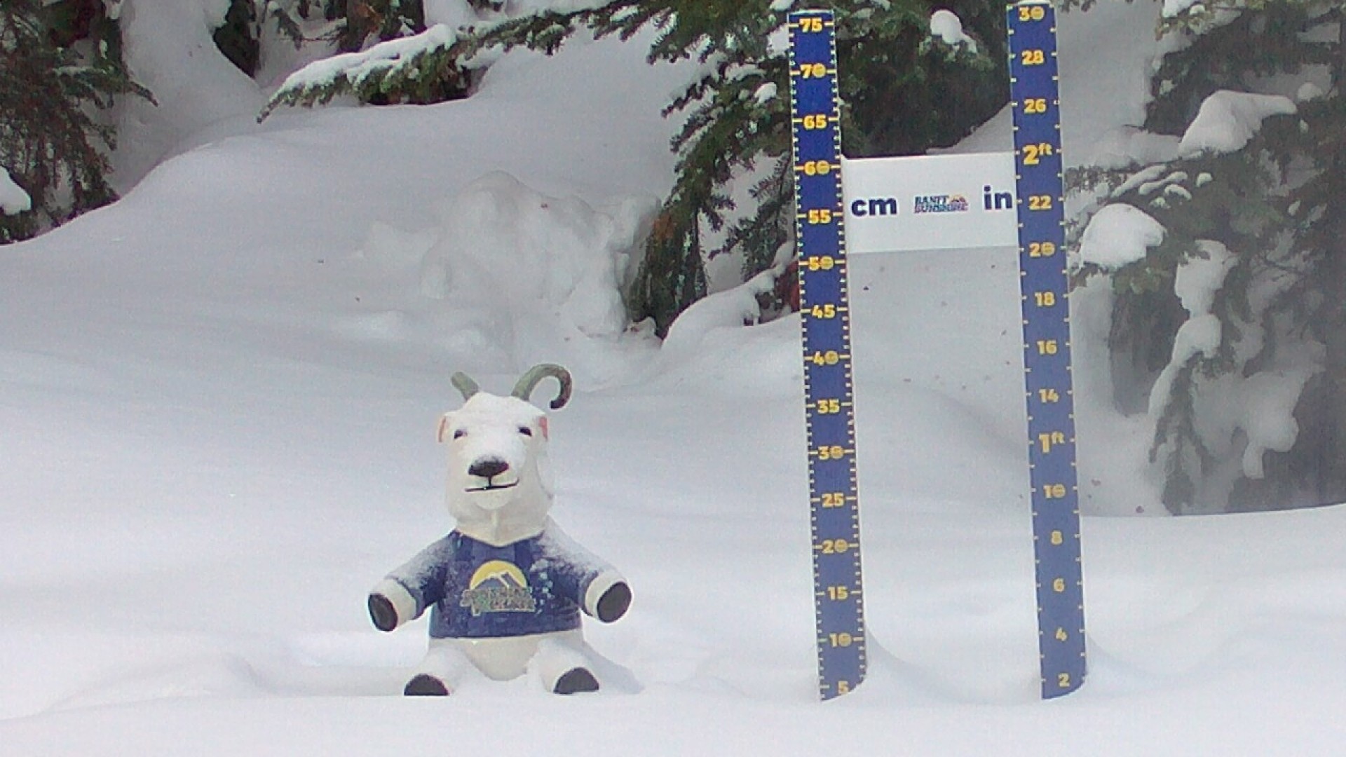 Archiv Foto Webcam Sunshine Village: Aktuelle Schneehöhe