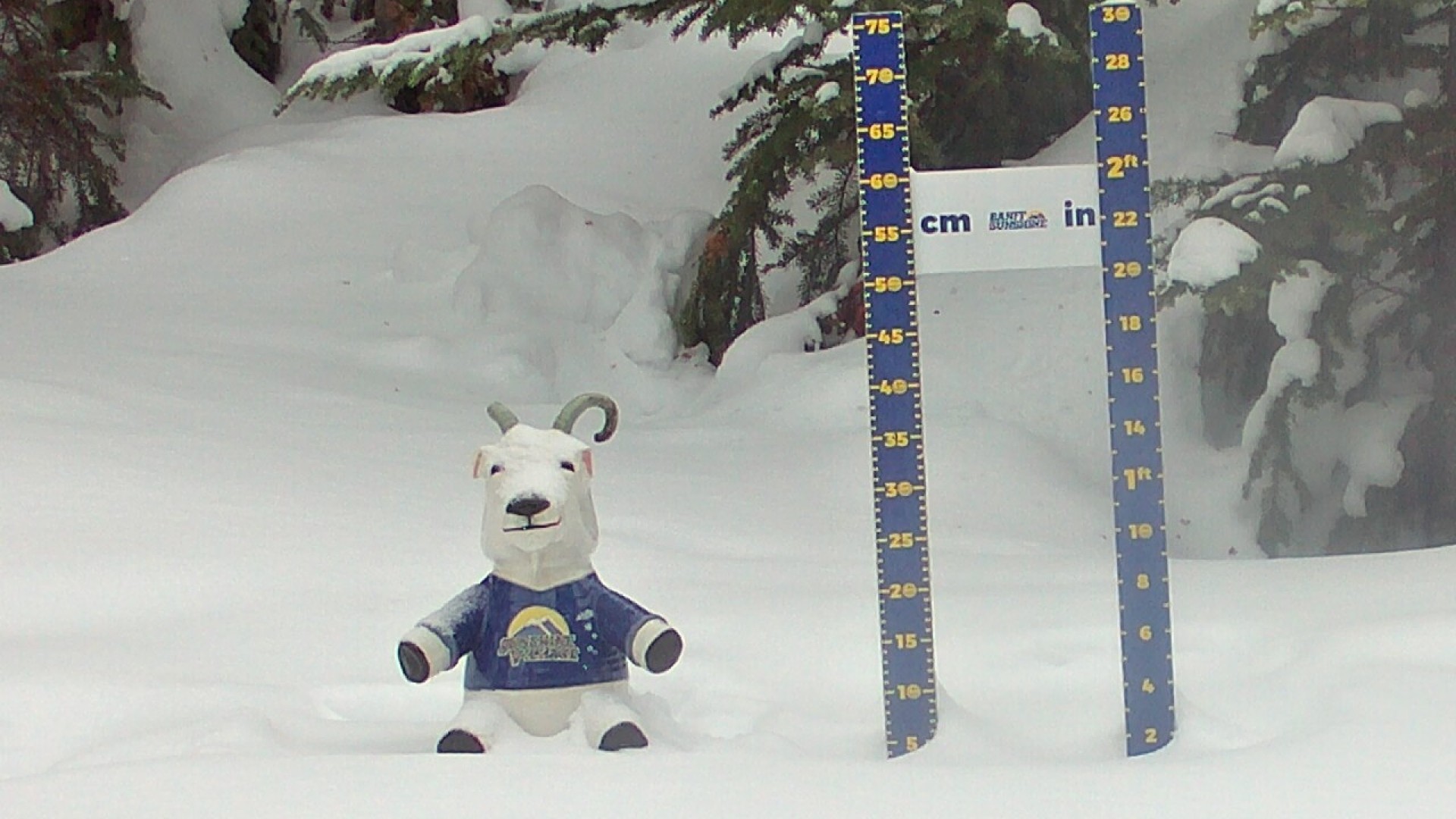 Archiv Foto Webcam Sunshine Village: Aktuelle Schneehöhe