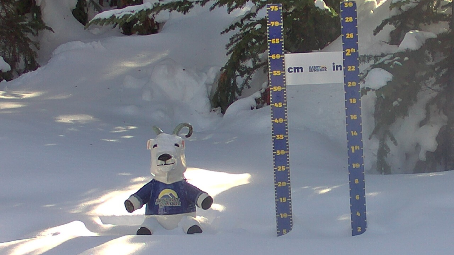 Archiv Foto Webcam Sunshine Village: Aktuelle Schneehöhe