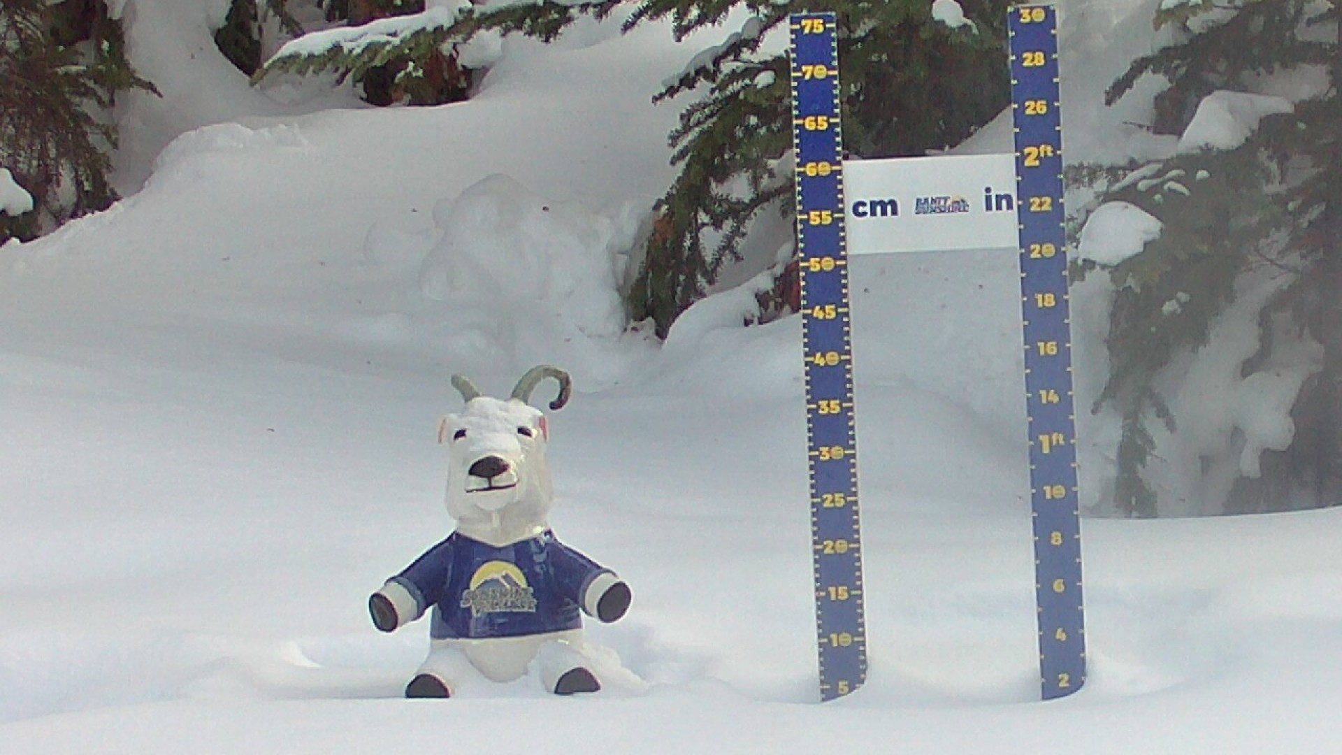 Archiv Foto Webcam Sunshine Village: Aktuelle Schneehöhe