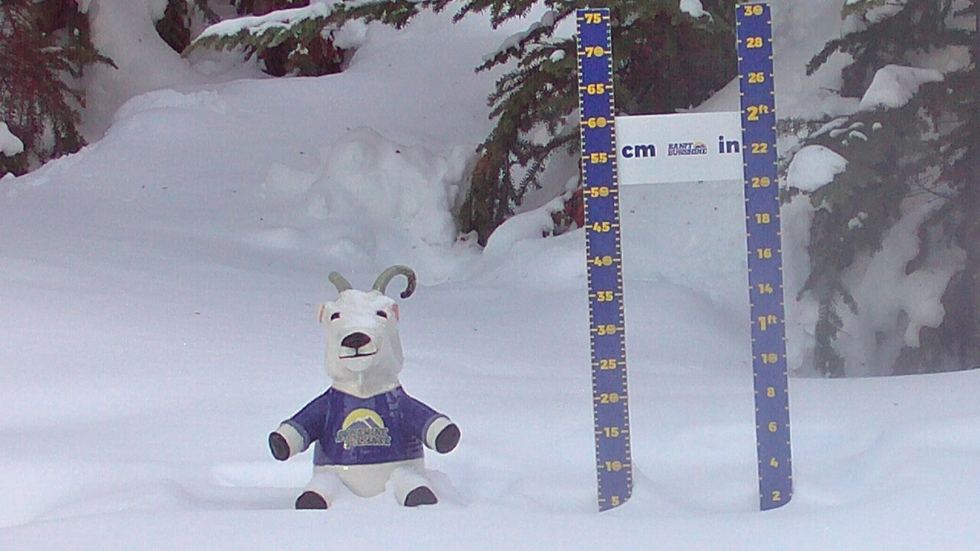 Archiv Foto Webcam Sunshine Village: Aktuelle Schneehöhe