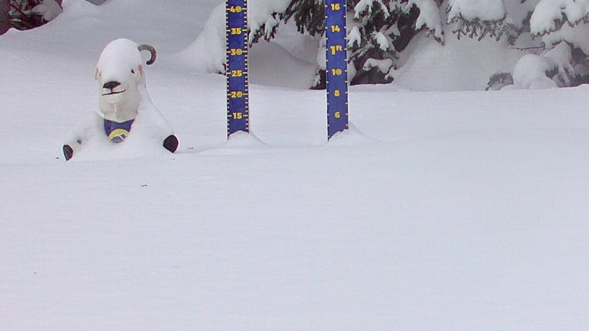Archiv Foto Webcam Sunshine Village: Aktuelle Schneehöhe
