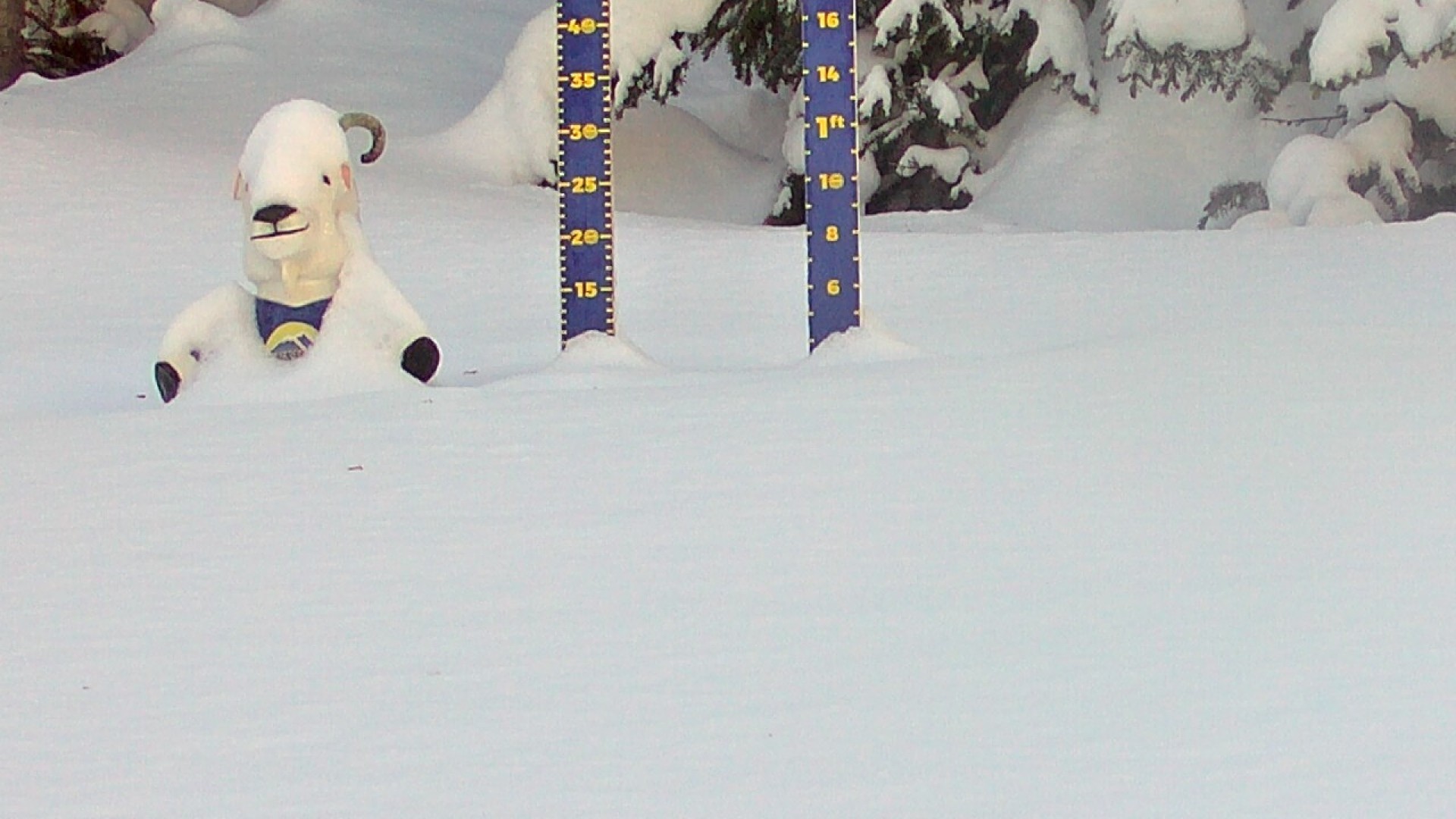 Archiv Foto Webcam Sunshine Village: Aktuelle Schneehöhe