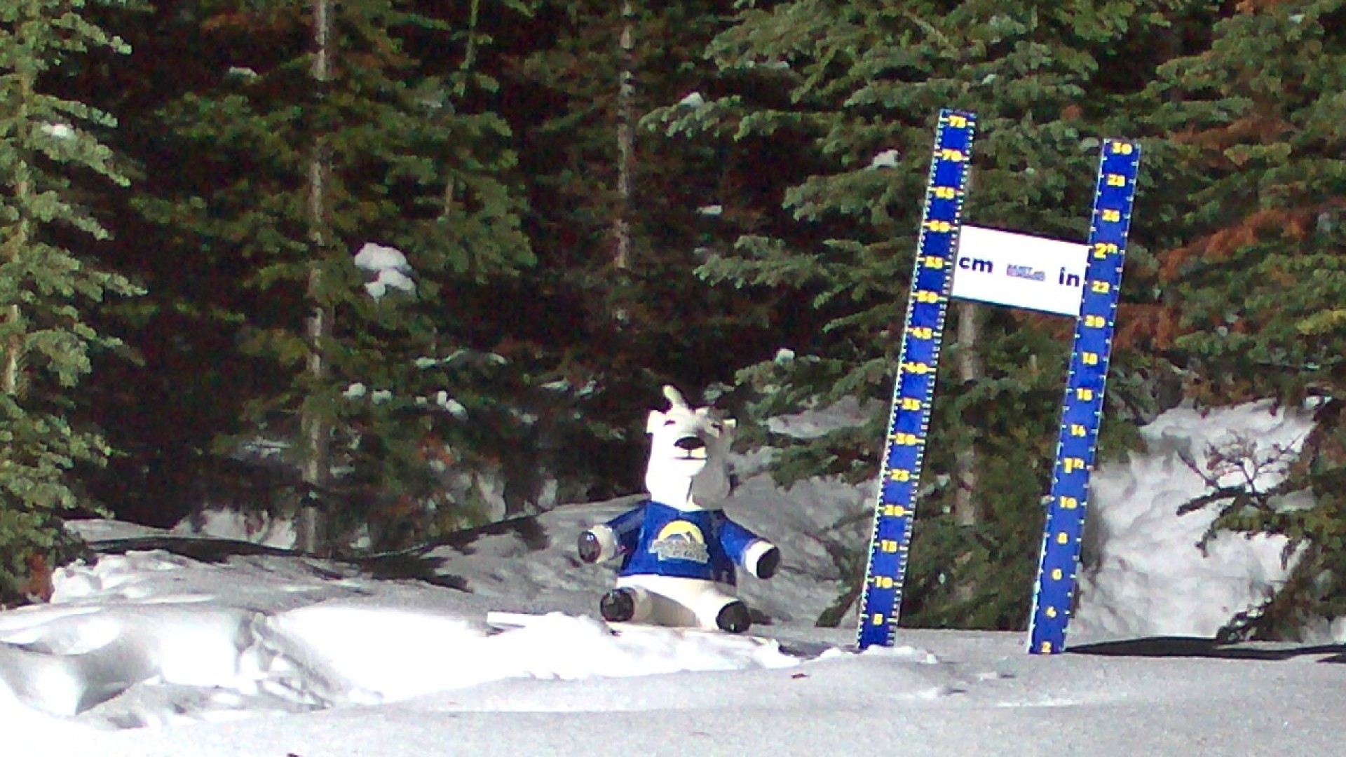 Archiv Foto Webcam Sunshine Village: Aktuelle Schneehöhe