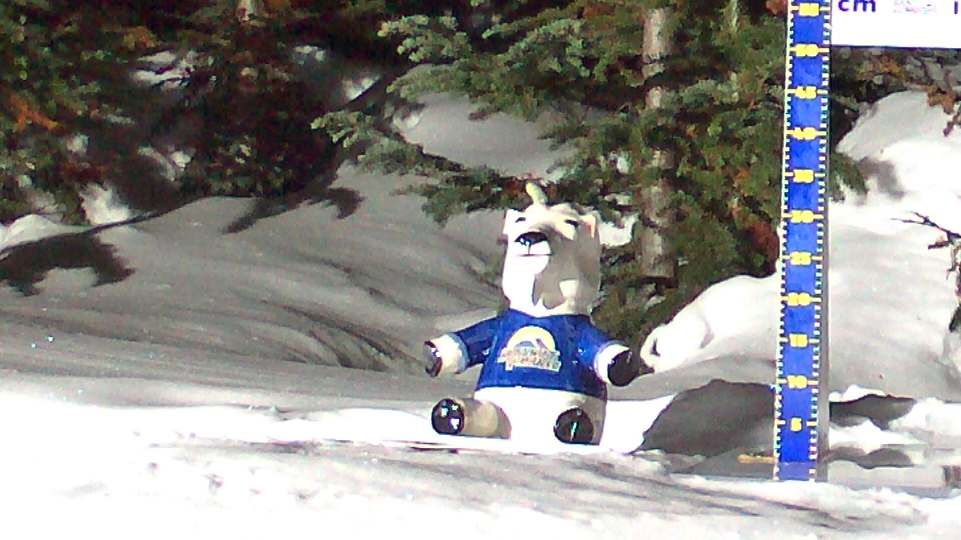 Archiv Foto Webcam Sunshine Village: Aktuelle Schneehöhe