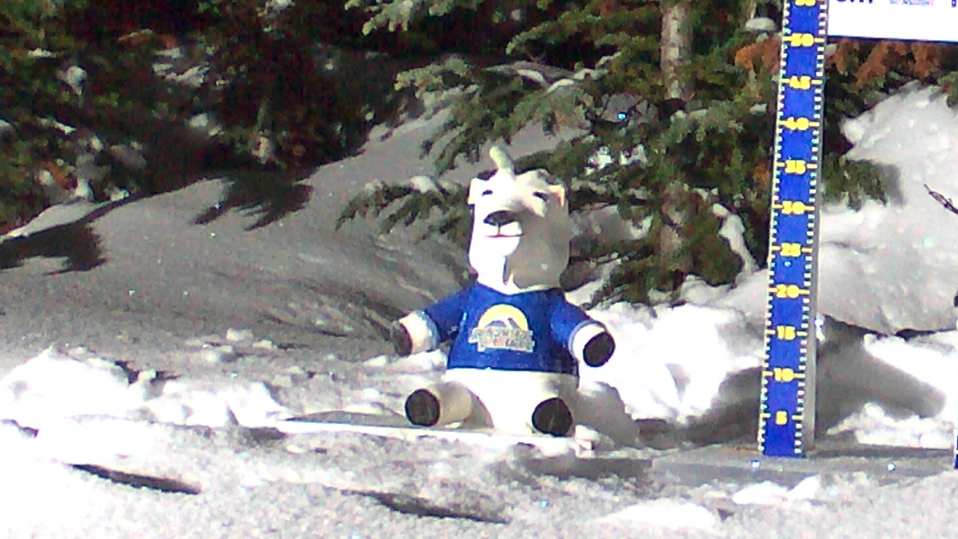 Archiv Foto Webcam Sunshine Village: Aktuelle Schneehöhe