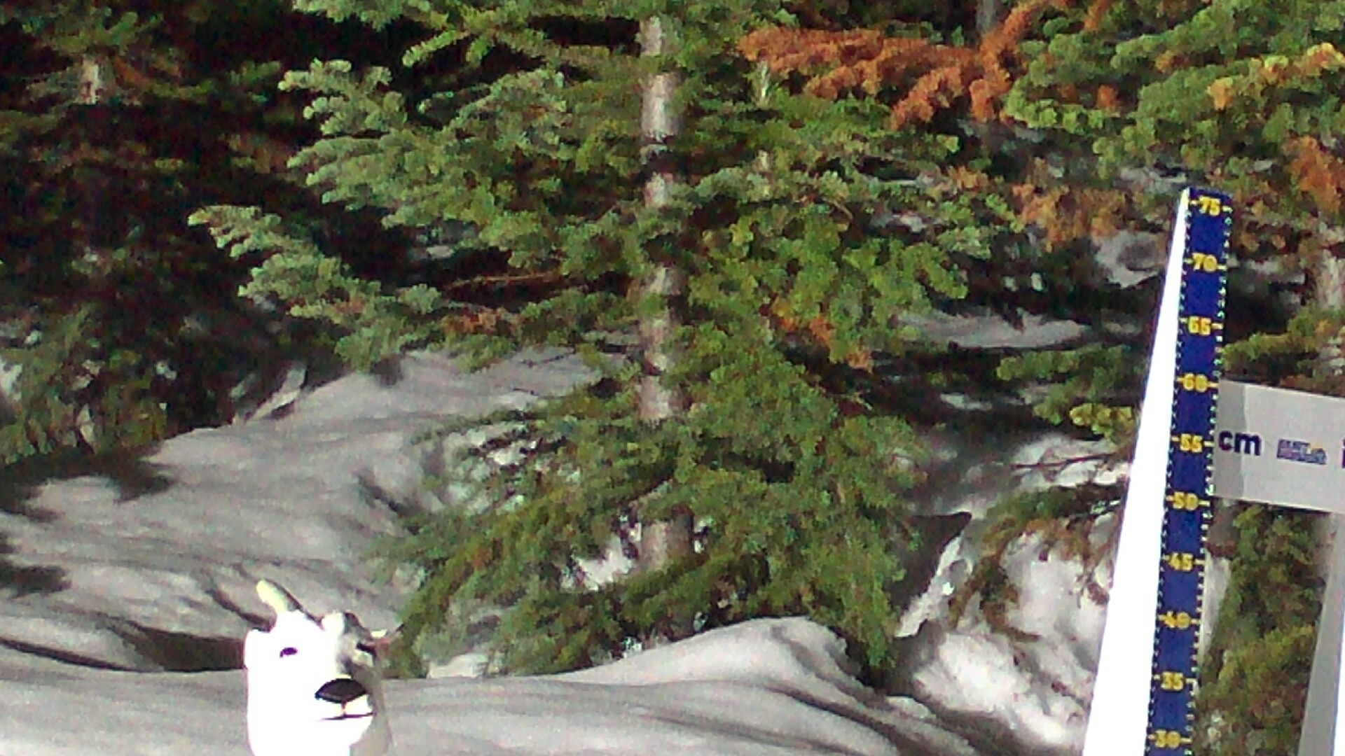 Archived image Webcam Sunshine Village: Snow Depth