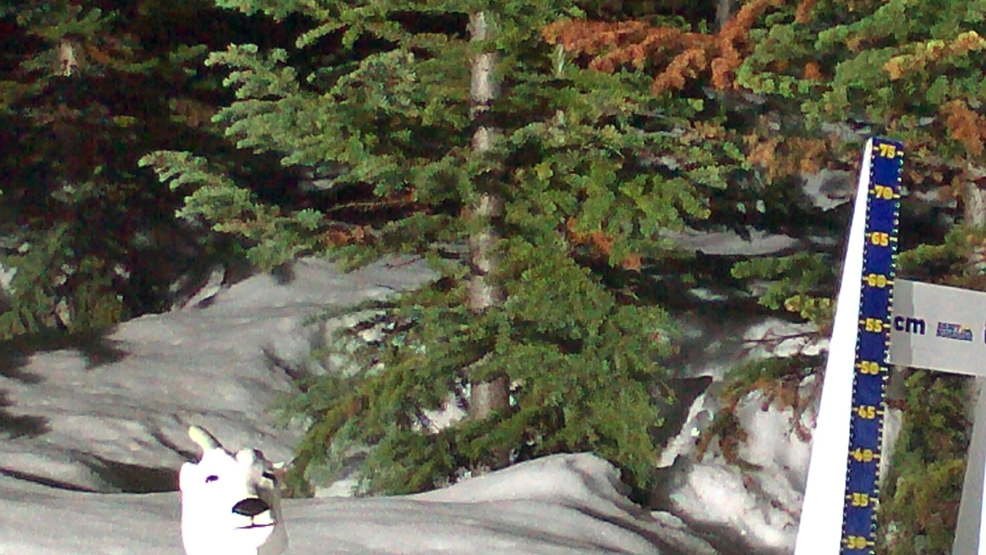Archived image Webcam Sunshine Village: Snow Depth