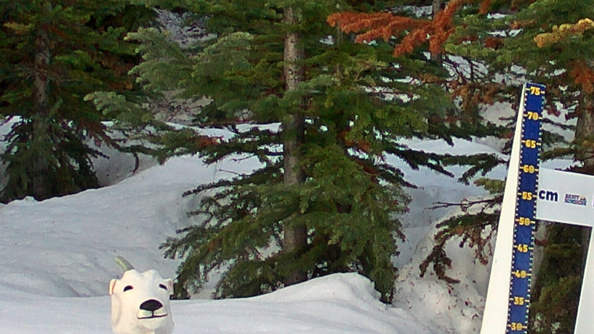 Archived image Webcam Sunshine Village: Snow Depth