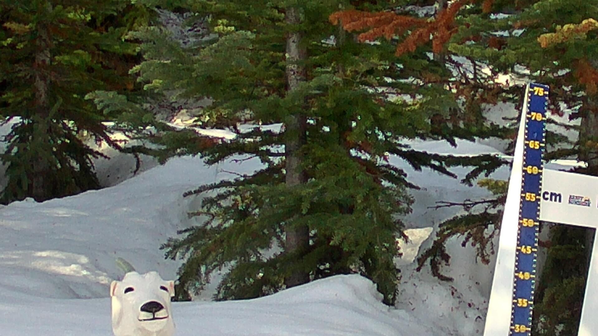 Archived image Webcam Sunshine Village: Snow Depth
