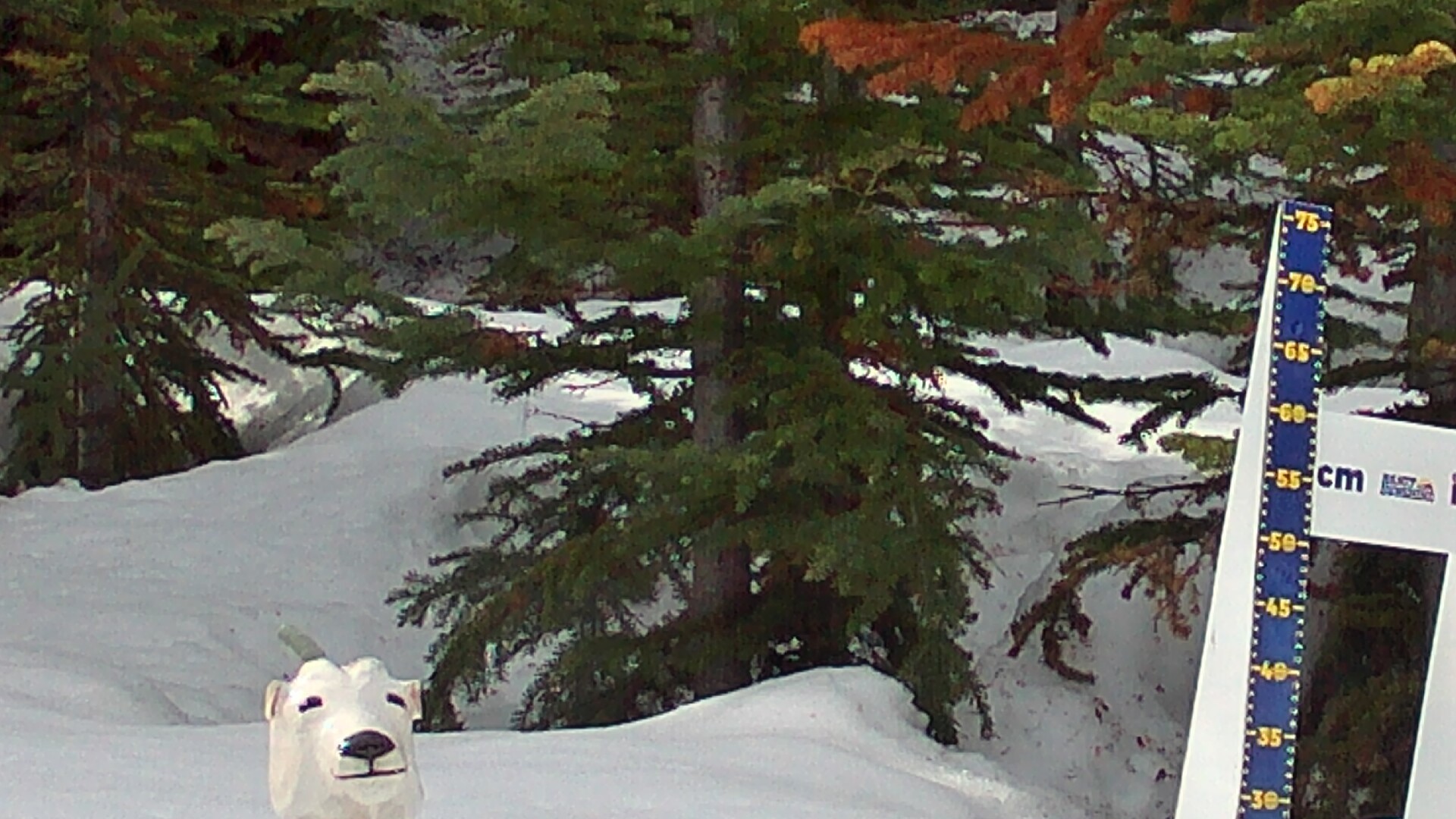 Archived image Webcam Sunshine Village: Snow Depth