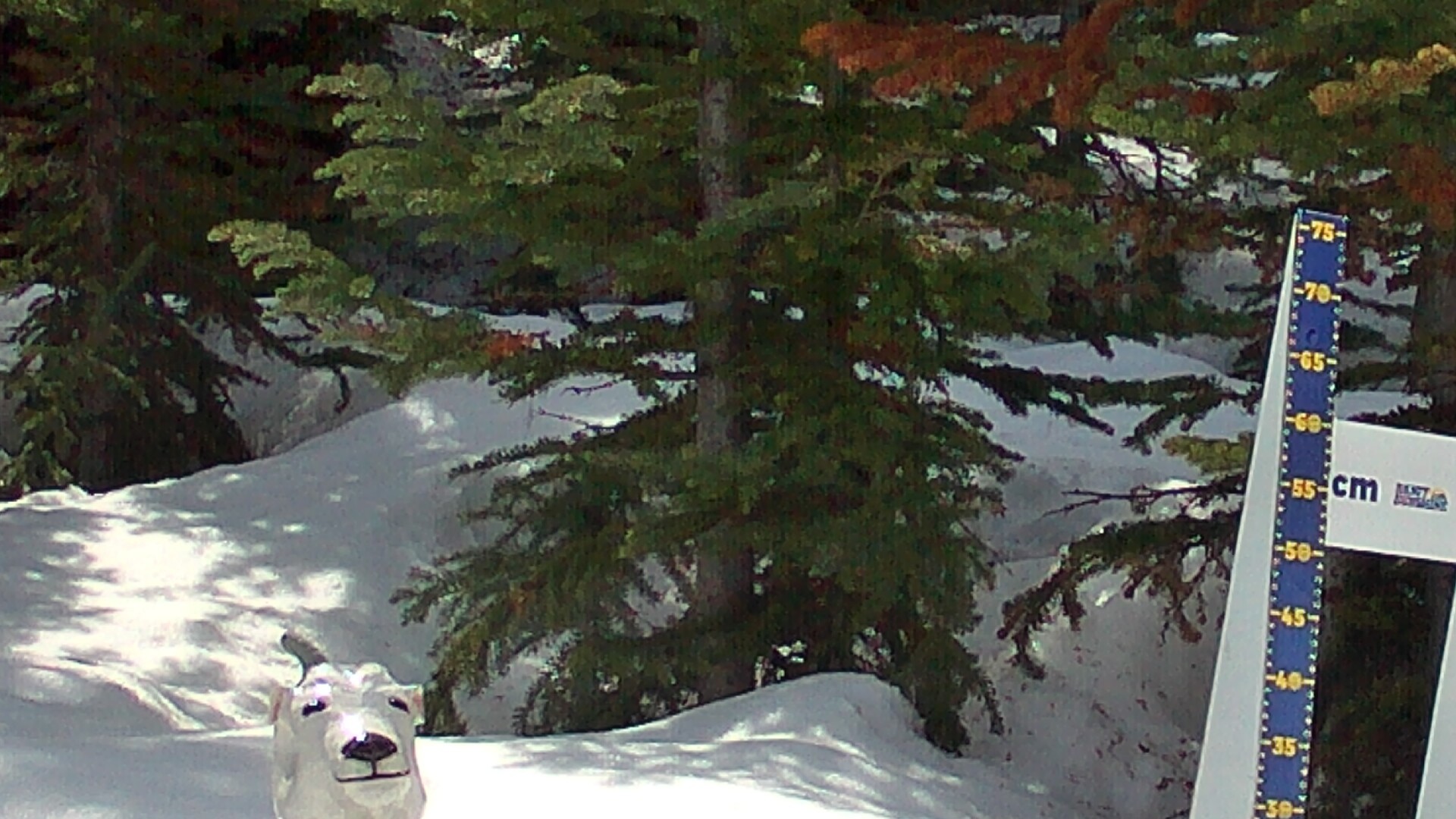 Archived image Webcam Sunshine Village: Snow Depth