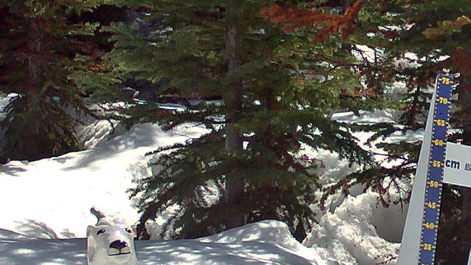 Archived image Webcam Sunshine Village: Snow Depth