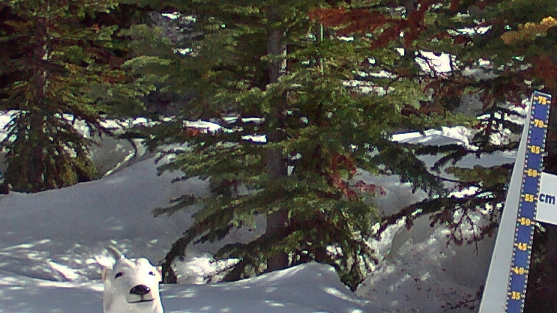 Archived image Webcam Sunshine Village: Snow Depth