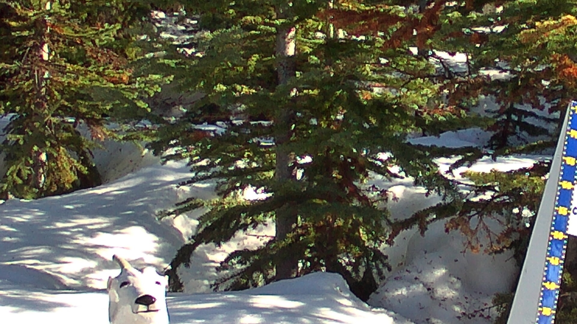 Archived image Webcam Sunshine Village: Snow Depth