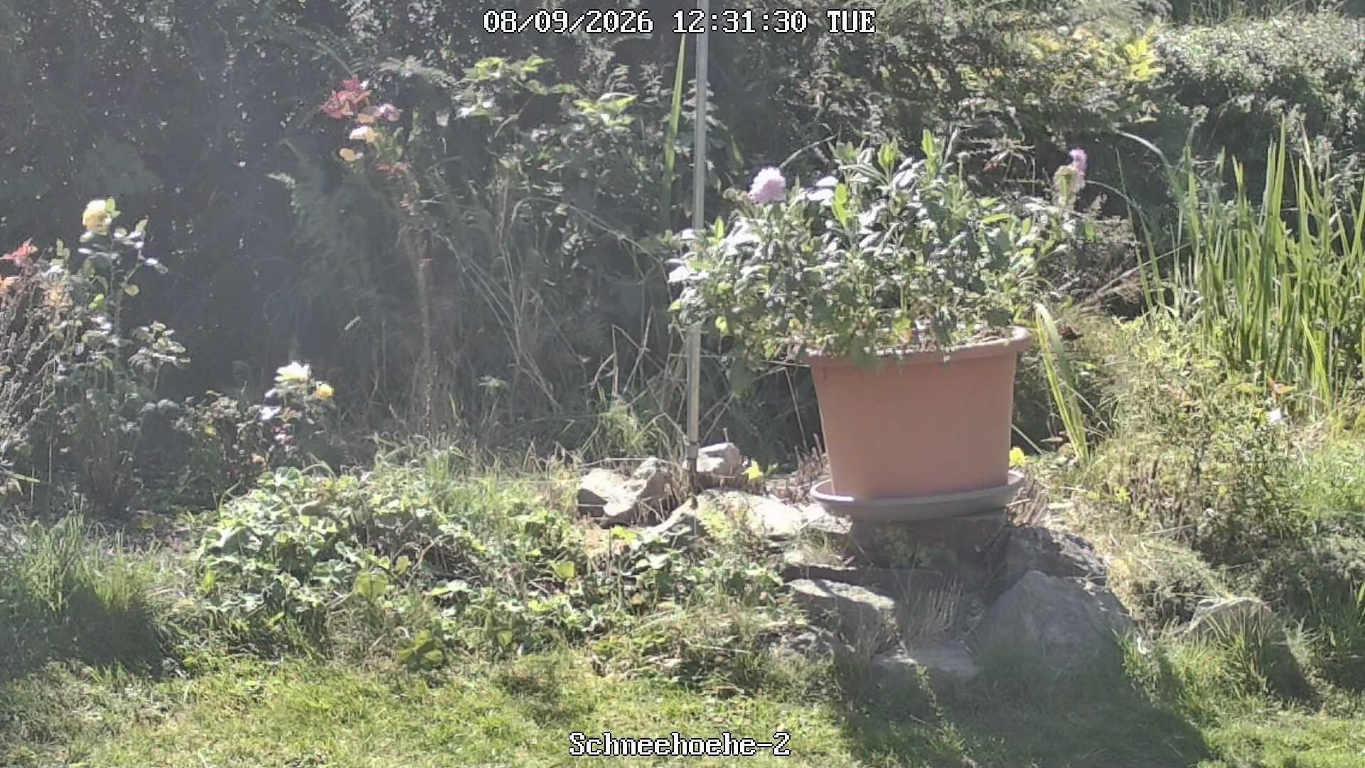 Archiv Foto Webcam Kurort Bärenfels - Schneemesser